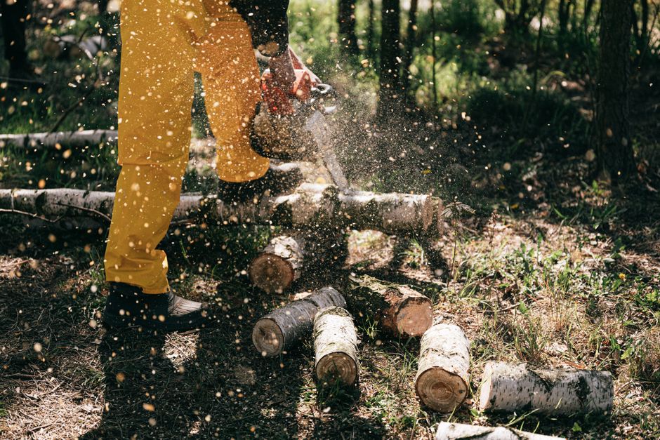 Lumberjack using a chainsaw to cut logs, creating sawdust in a forest setting. Action-packed forestry scene.