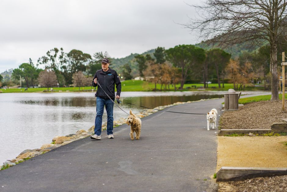 A man strolls with his dogs alongside a calm lake in a serene outdoor park setting.