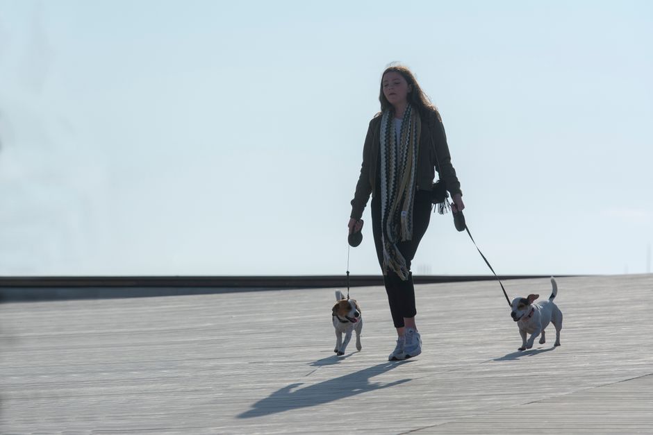 A woman enjoys a peaceful walk on the boardwalk with her two dogs on a sunny day.
