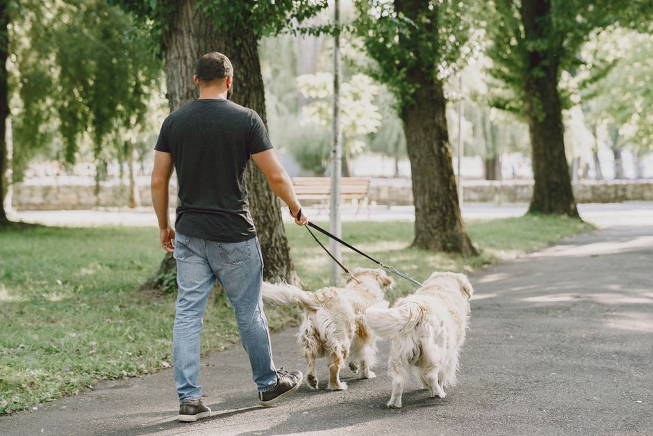 A man enjoys a stroll with two dogs in a serene park on a sunny day.