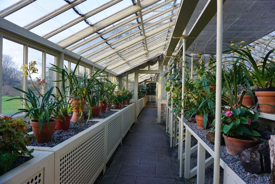 A vibrant greenhouse filled with diverse plants in pots, showcasing a tranquil indoor botanical garden.