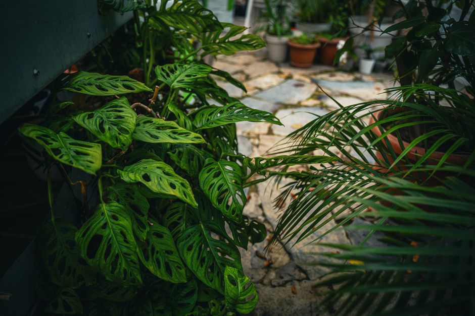 Vibrant tropical plants in an outdoor garden pathway create a serene atmosphere.