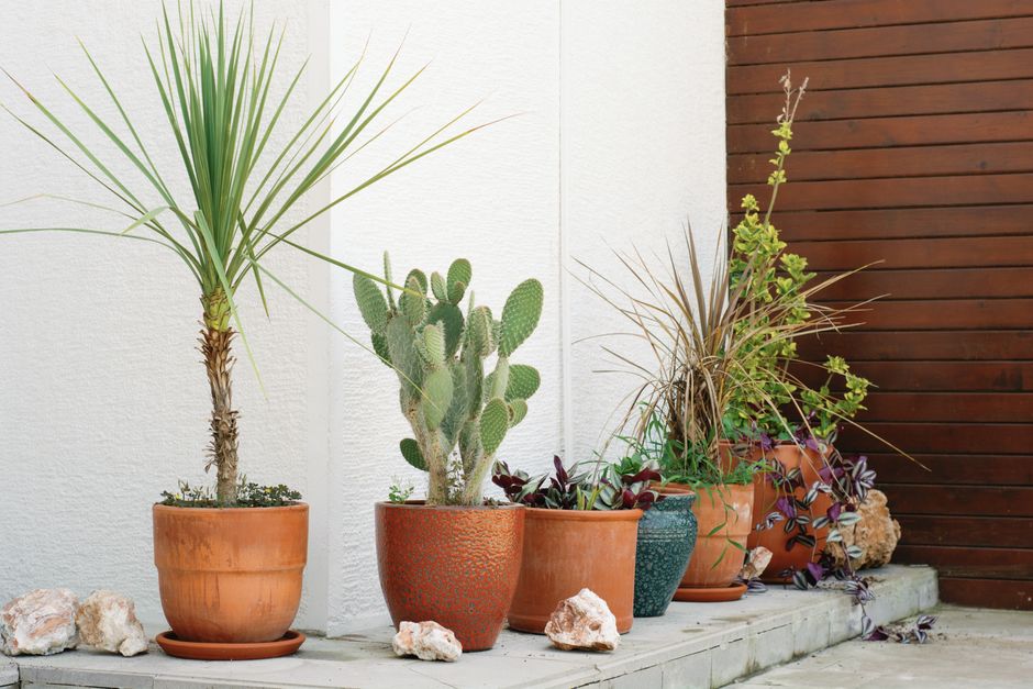A collection of diverse potted plants on a stylish outdoor patio. Perfect for home decor inspiration.