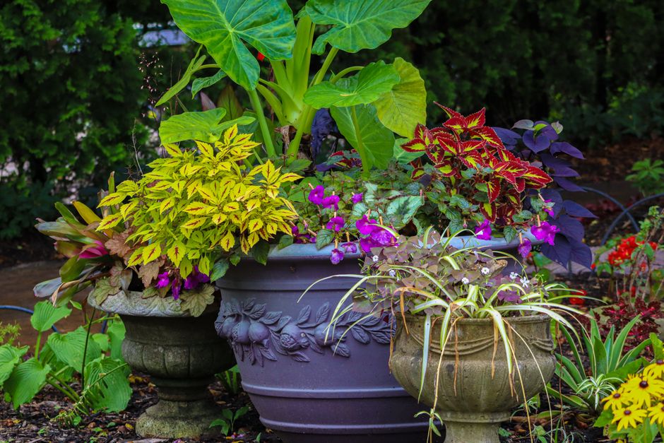 Colorful summer garden with various plants in ornate pots, showcasing lush greenery and vibrant flowers.