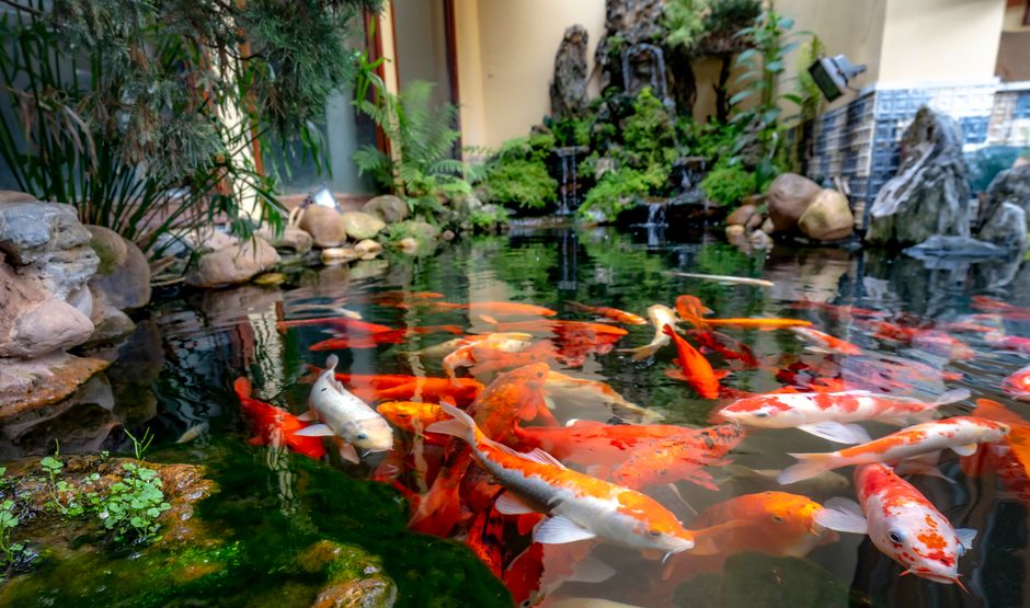 A serene pond with colorful koi fish swimming among lush greenery.